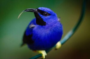 negative-space-exotic-blue-bird