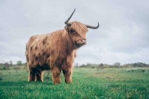 negative-space-highland-cow-farm-field-jan-jakub-nanista-thumb-1