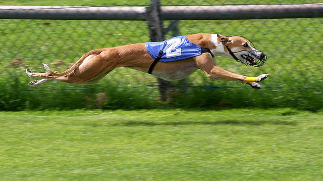 Greyhound